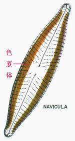 9 片状色素体.jpg