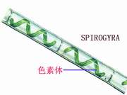 11 螺旋状色素体.jpg