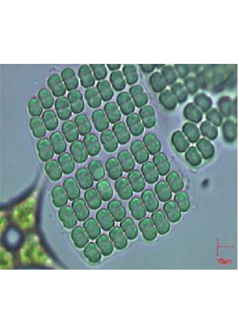 3 中华平裂藻.png