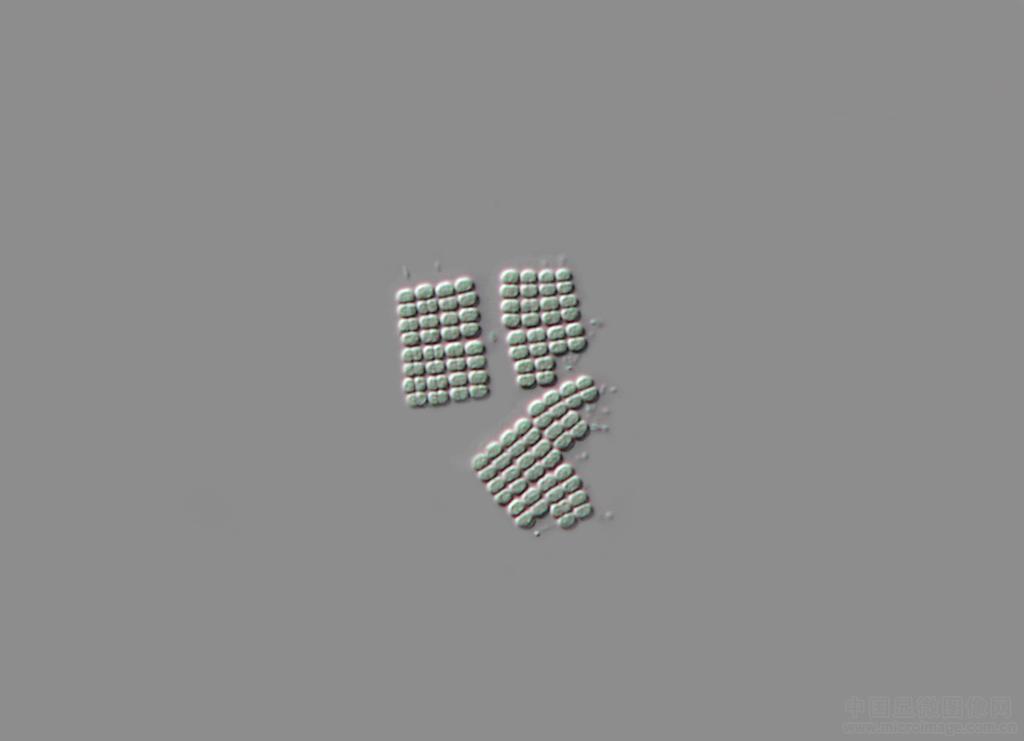 4 细小平裂藻.jpg