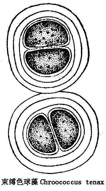 5 束缚色球藻.jpg