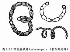 14 拟鱼腥藻属.jpg