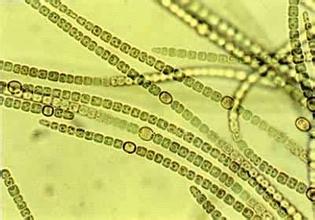 15 固氮鱼腥藻.jpg