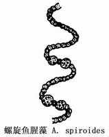 16 螺旋鱼腥藻.jpg
