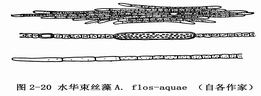 19 束丝藻属2.jpg