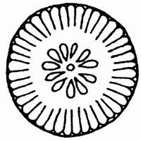 11 具星小环藻.jpg