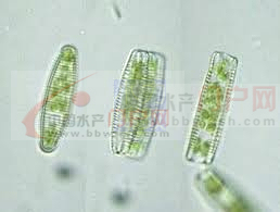 17 普通等片藻个体.jpg