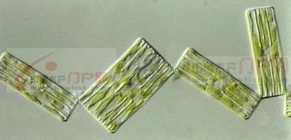 18 平板藻属群体.jpg