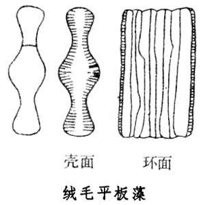19 平板藻属个体.jpg