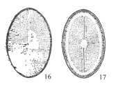 21 扁圆卵形藻.jpg