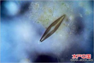 23 放射舟形藻.jpg