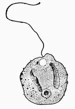 3 变形色金藻.jpg