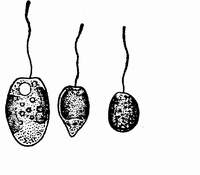 4 卵形色金藻.jpg