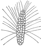 6 延长鱼鳞藻.jpg