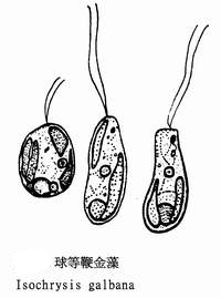 16 球等鞭金藻.jpg