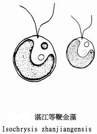 17 湛江等鞭金藻.jpg