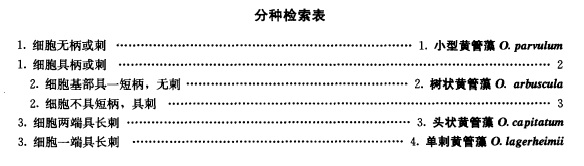 黄管藻分类检索表.jpg