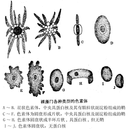 5 色素体形状.jpg
