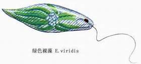 6 绿裸藻.jpg