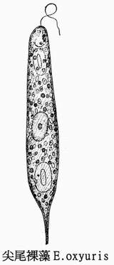 10尖尾裸藻.jpg