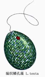 14 编织鳞孔藻.jpg