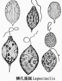 15 鳞孔藻属.jpg