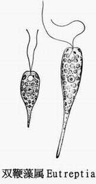 21 双鞭藻属.jpg