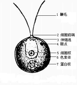 1 衣藻模式图.jpg
