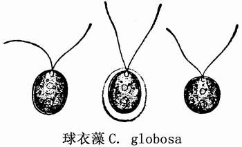 3 球衣藻.jpg