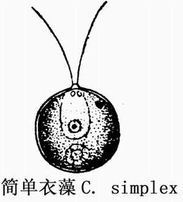 5 简单衣藻.jpg