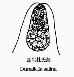 7 盐藻.jpg