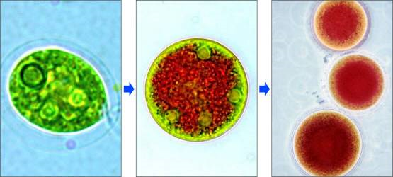 9 雨生红球藻.jpg