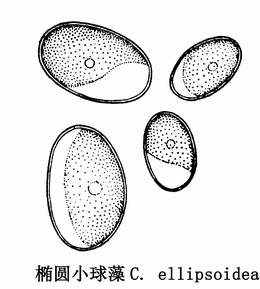 14 椭圆形小球藻.jpg