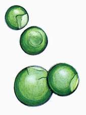 15 普通小球藻.jpg