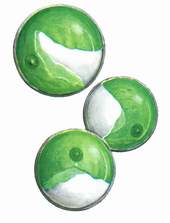 16 蛋白核小球藻.jpg