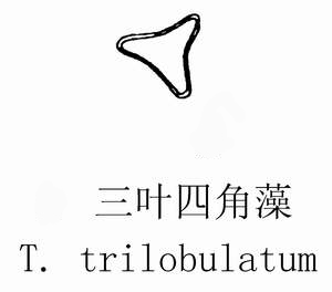 17 三叶四角藻.jpg