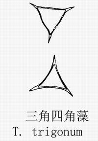 18 三角四角藻.jpg