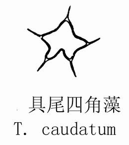 19 具尾四角藻.jpg