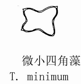 20 微小四角藻.jpg