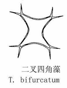 21 二叉四角藻.jpg