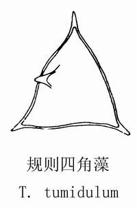 22 规则四角藻.jpg