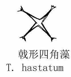 23 戟形四角藻.jpg