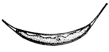 27 湖生小桩藻.jpg