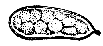 28 近直小桩藻.jpg