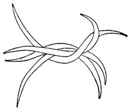 34 螺旋纤维藻.jpg