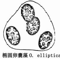 41 椭圆卵囊藻.jpg