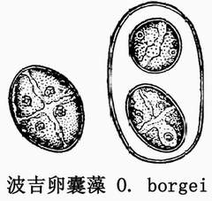 43 波吉卵囊藻.jpg