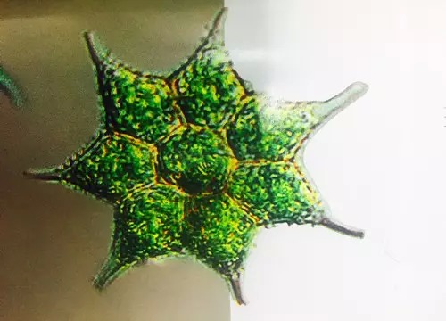 50 单角盘星藻.jpg