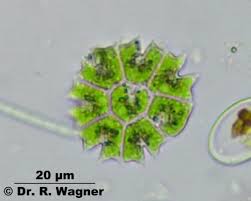 49 四角盘星藻.jpg