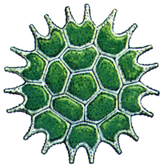 53 短棘盘星藻.jpg